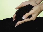 Купити чорнозем,  родючий грунт Луцьк